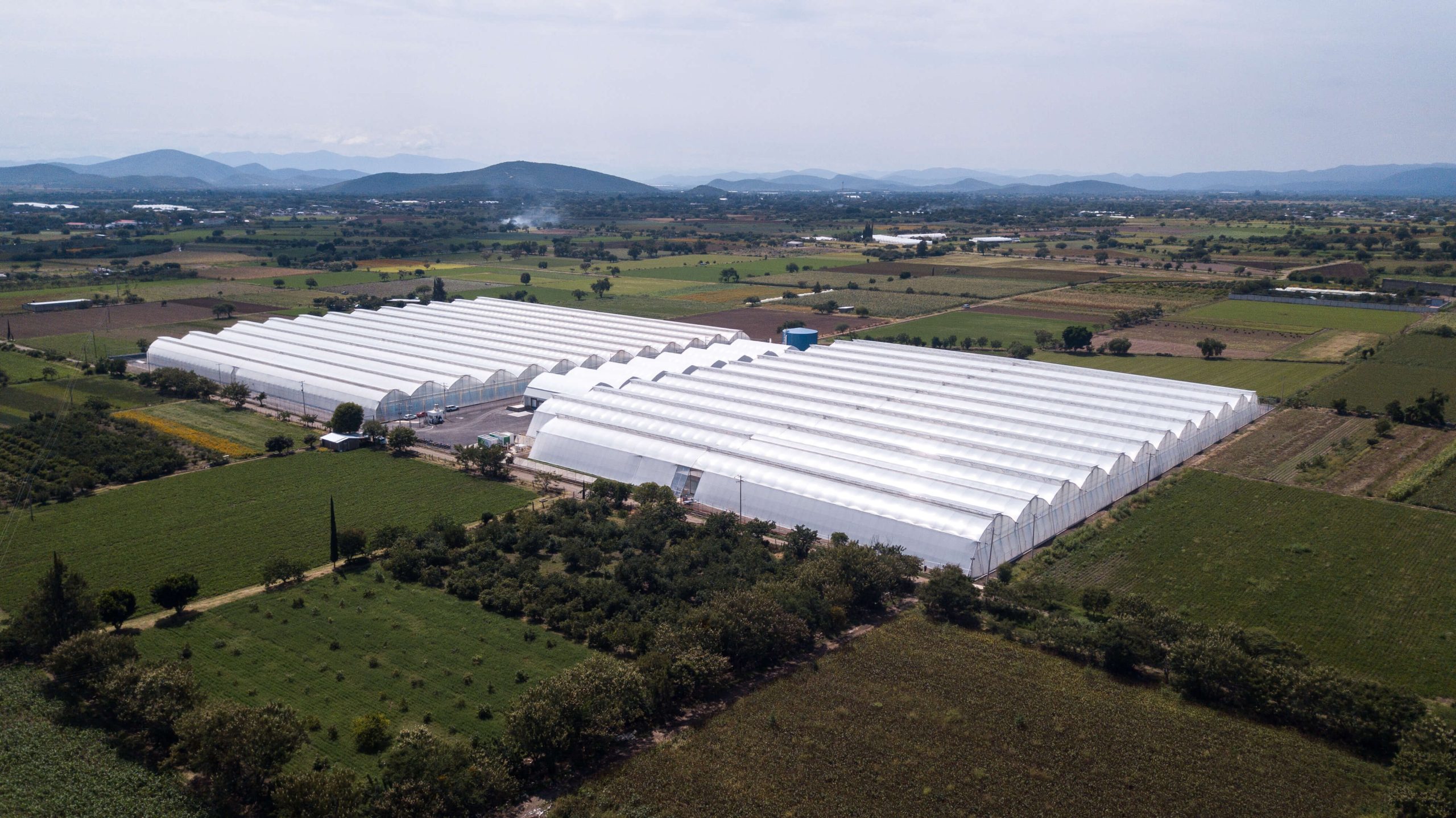 Fresh Pepper Produce - Bonsa Greenhouse